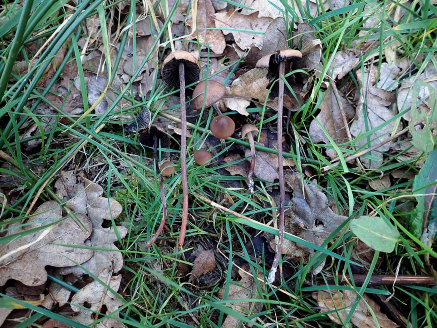 Photo © Penny Cullington Panaeolus acuminatus by Penny Cullington